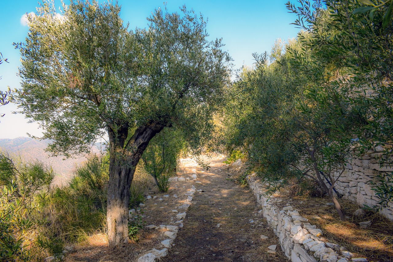 Royalty-free olive grove path